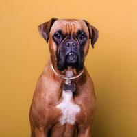 Retrato de lindo perro boxer sobre fondos coloridos, naranja