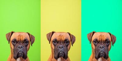 Portrait collage of boxer dog face on colors background, copy space photo