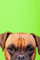 Portrait of cute boxer dog on colorful backgrounds, green, copy space photo