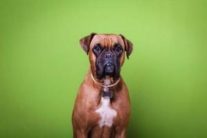 Retrato de lindo perro boxer sobre fondos coloridos, verde foto