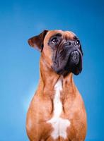 Perro boxer en el estudio fotográfico sobre fondo azul. foto
