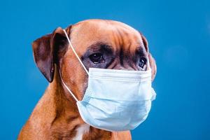 Perro boxer con una máscara contra la gripe en el hocico foto