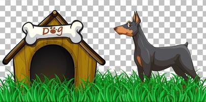 Perro Doberman pinscher con casa de perro en el fondo de la cuadrícula