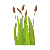 reed plant leaf grass swamp lake and river isolated icon on white background vector