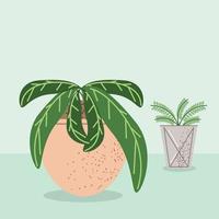 house plants decoration vector