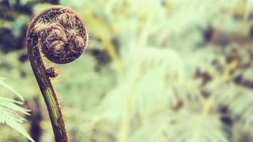 Natural background. Unravelling fern frond closeup.  Thailand chiangmai doiinthanon photo