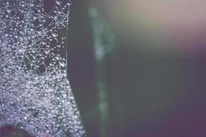 Natural background Cobweb dew Blurred Background. Dew on spider web photo