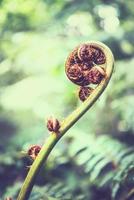 Natural background. Unravelling fern frond closeup.  Thailand chiangmai doiinthanon photo