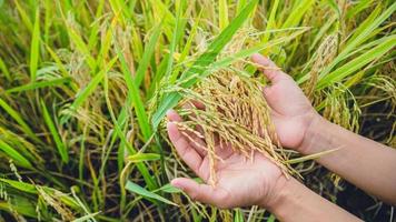background handle Catch the rice yellow gold. During the harvest season. Asian thailand photo