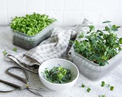 Assortment of micro greens on wooden table photo