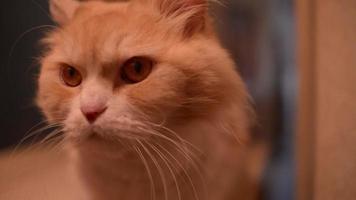 gato amarelo olhando pela câmera e movendo as orelhas video
