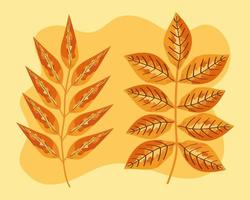 two autumn leafs vector
