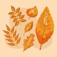 six autumn leafs vector