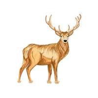 Abstract hand drawn deer illustration