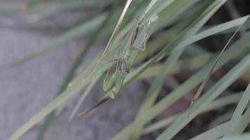Insect praying mantis in the grass video