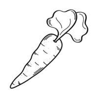 Isolated carrot vegetable vector