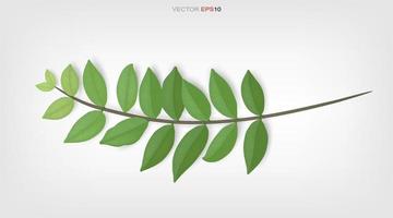 Green leaves and tree branches. Natural abstract background for product advertisement. Vector illustration.