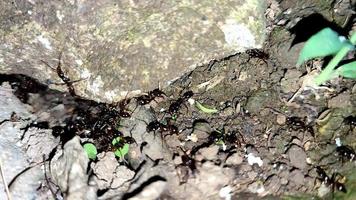 colonie de fourmis noires se déplaçant dans la rue video