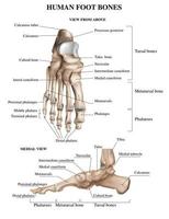 Foot Bones Anatomy Composition vector