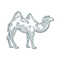 icono de estilo dibujado de personaje realista de camello vector