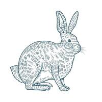 rabbit realistic character drawn style icon vector