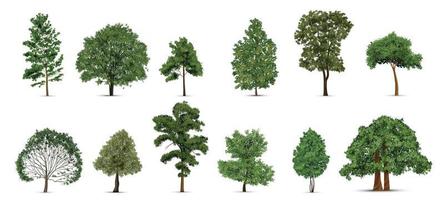 conjunto de iconos de árboles realistas vector