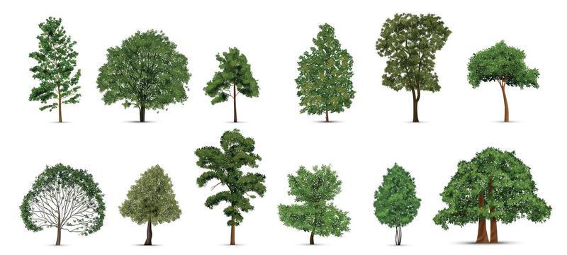 Realistic Trees Icon Set