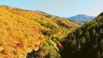 vista aérea texturas coloridas de árvores no outono ao ar livre. paisagem panorama filas de árvores de outono em colina com fundo de céu azul em dia ensolarado video