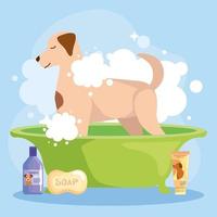 Dog washing with shampoo
