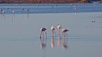 flamingos se alimentando à beira-mar