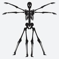 Two human skeleton pro vector