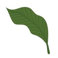 garden lanceolate leaf vector