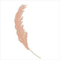 Pampas grass wheat is isolated on a white background. Pampas for the design of jewelry, invitations, and postcards. Vector illustration in a flat style