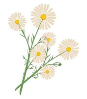 chamomile flower plant vector