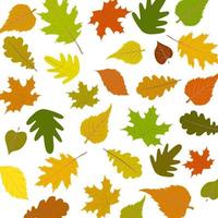 Autumn leaves set isolated on white background - Vector