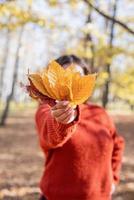 Young happy woman gathering leaves in autumn forest photo