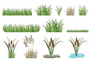 Set of illustrations of reeds, cattails, seamless grass elements. vector