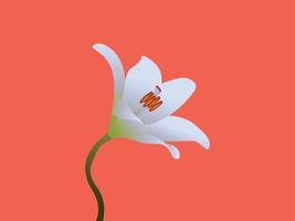 White flower, beautiful flower, flower illustration vector