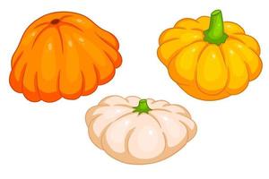 Squash set. Fresh squash yellow, orange and beige. vector