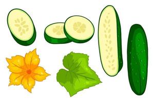 conjunto de pepino. pepinos frescos, gajos, medio pepino, flor y hoja. vector