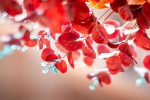 Red leaves and small white flowers hanging down to caress the beauty. Autumn background. photo