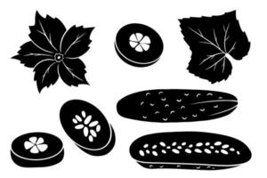 conjunto de pepino. pepinos frescos, gajos, medio pepino, flor y hoja. vector