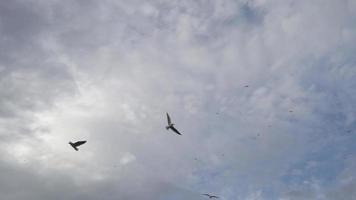 pássaros voando no céu vídeo video