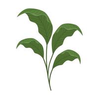 green lanceolate leaves vector