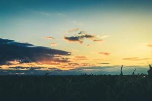 rays of the sunset or sunrise pass through the clouds over the field of corn. photo