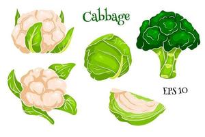 Cabbage set. Fresh cabbage, broccoli, cauliflower. vector