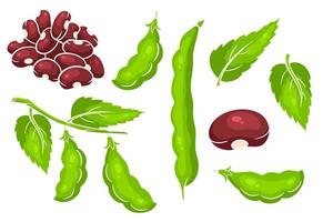 Beans set. Fresh green beans and red beans. vector