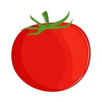 fresh vegetable tomato vector