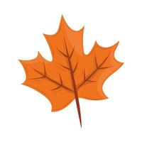 maple leaf autumn vector