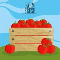 farm fresh tomatoes vector